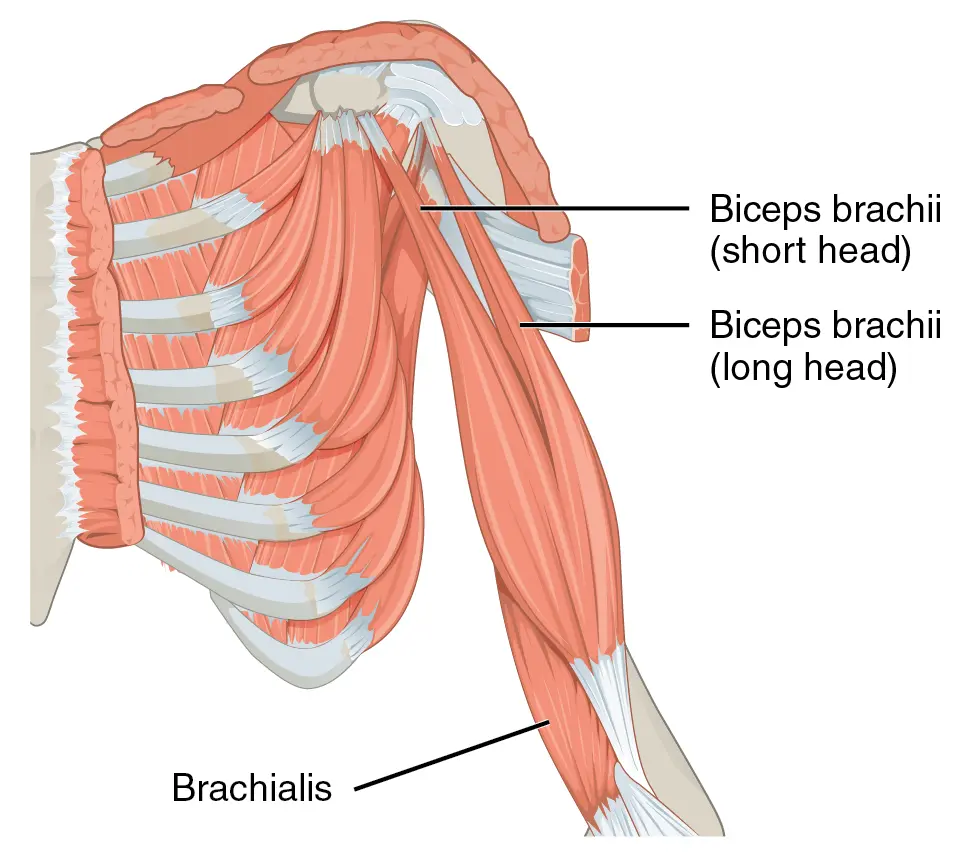 Biceps brachial