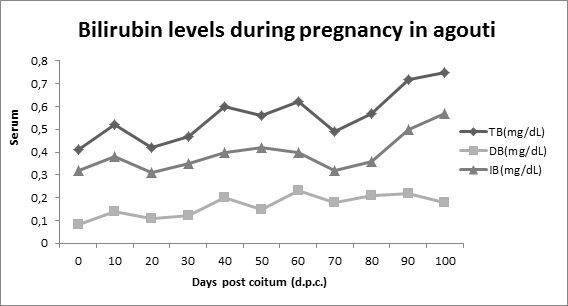 Bilirubin in pregnant women in the blood is increased, the norm