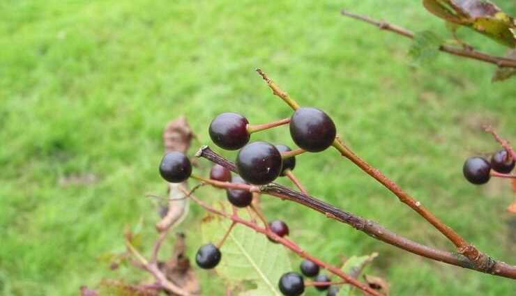 Bird cherry seeds: how to grow