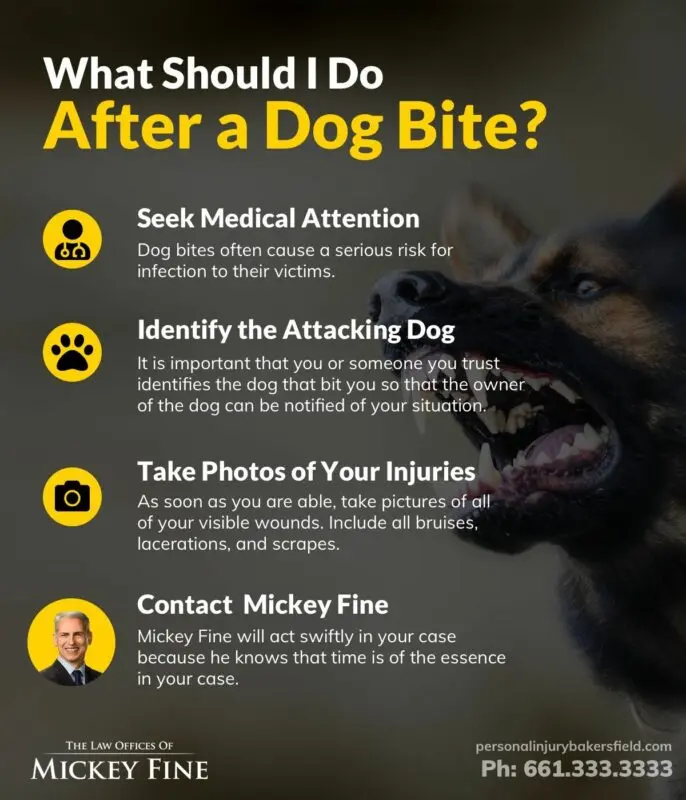 Bitten by a dog: what to do?