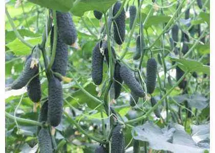 Bjorn cucumber: variety