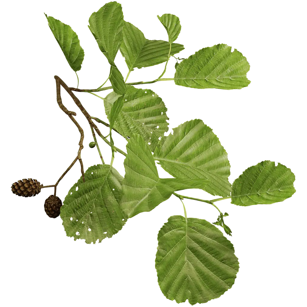 Black alder: photo and description