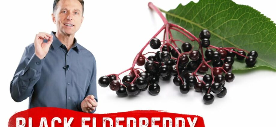 Black elderberry: beneficial properties. Video