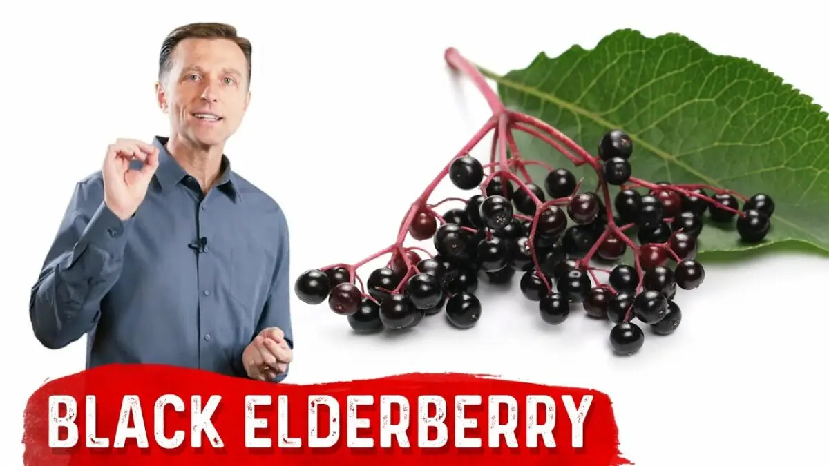 Black elderberry: beneficial properties. Video