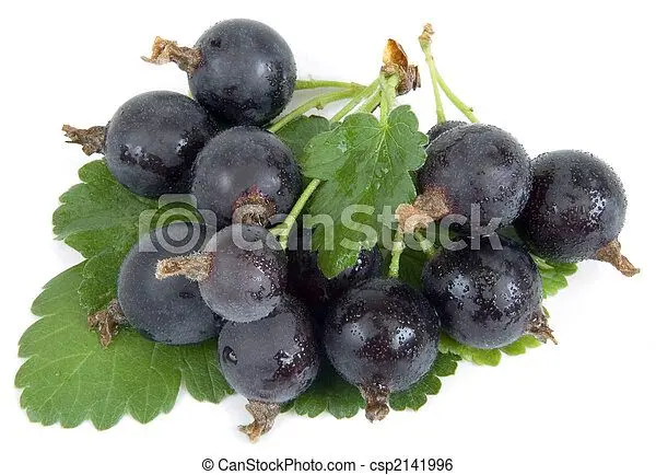 Black gooseberry: hybrid with black currant