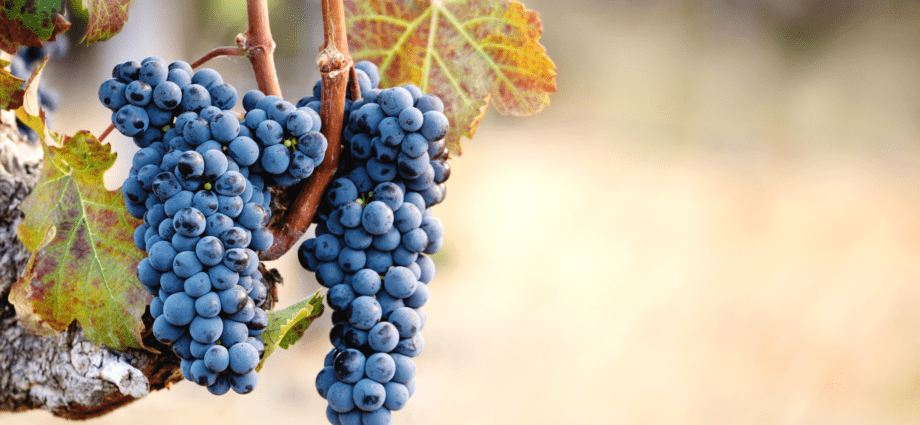 Black grape varieties: photo, description