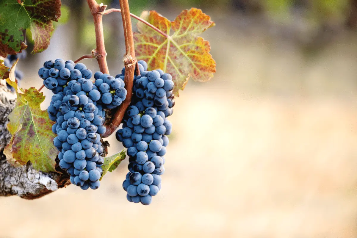 Black grape varieties: photo, description