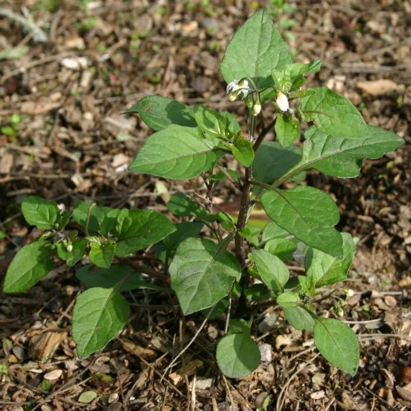 Black nightshade: what a plant looks like