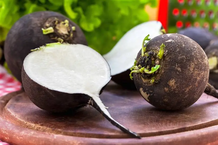 Black radish: how to store, when to harvest