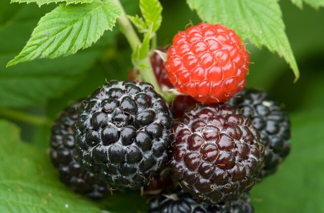 Black raspberries &#8211; varieties and planting