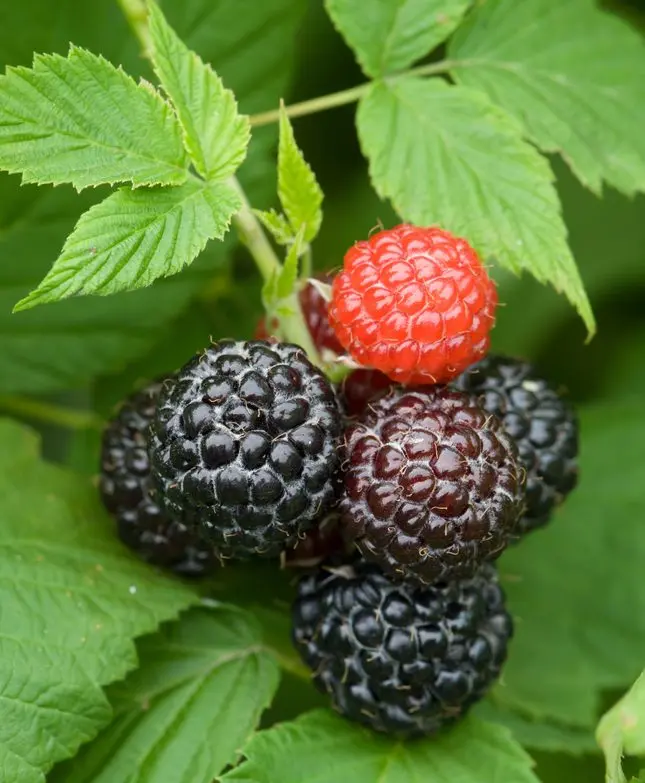 Black raspberries &#8211; varieties and planting