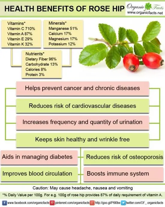 Black rosehip: beneficial properties