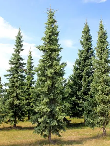 Black spruce: varieties of ornamental trees and shrubs