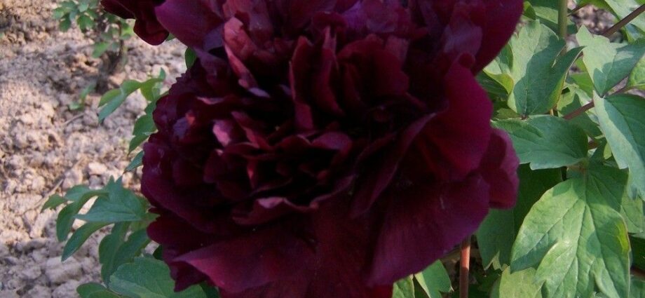 Black tree peonies