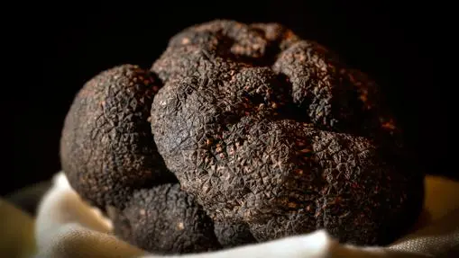 Black truffle: everything you need to know about this winter luxury