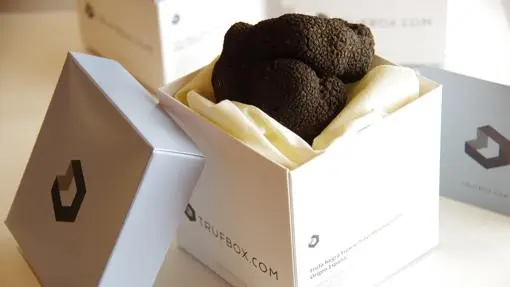 Black truffle: everything you need to know about this winter luxury