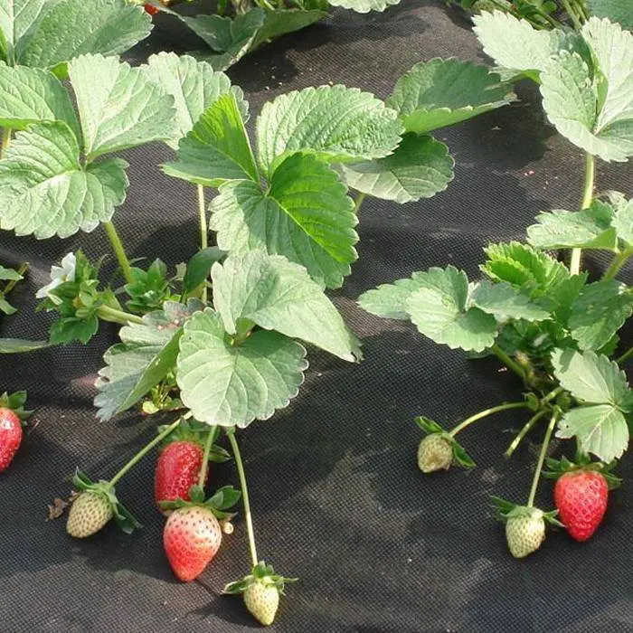 Black weed material for strawberry