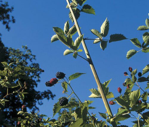 Blackberry thornless: varieties, planting and care