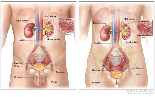 Bladder varieties: description