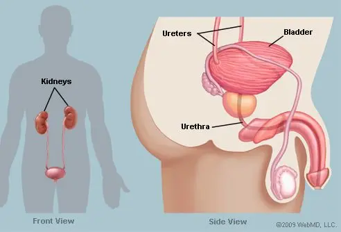 Bladder