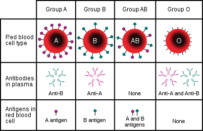 Blood groups (O, A, B, AB): ABCs of blood groups