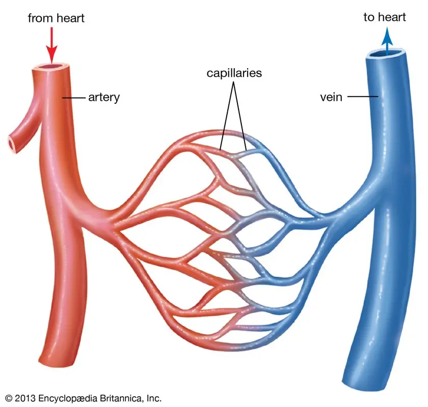 Blood vessel