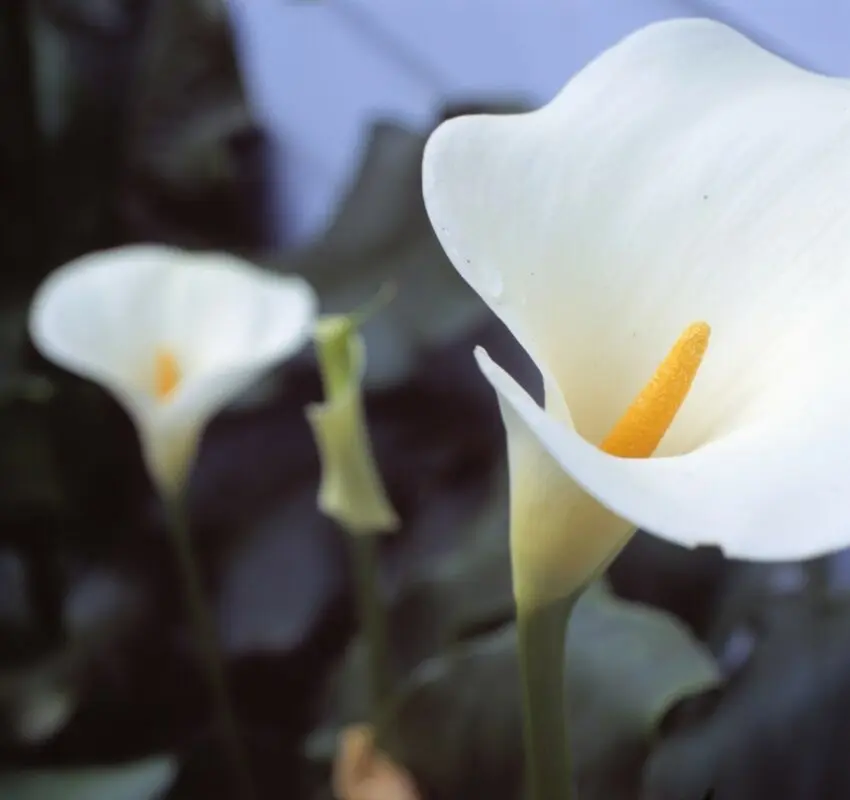 Blooming calla lilies: why it doesn&#8217;t bloom when