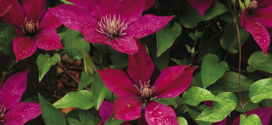 Blooming clematis: varieties