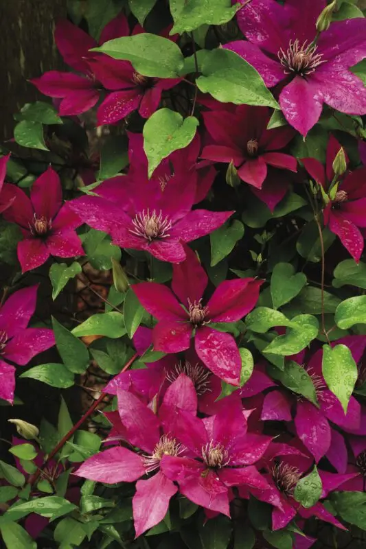 Blooming clematis: varieties