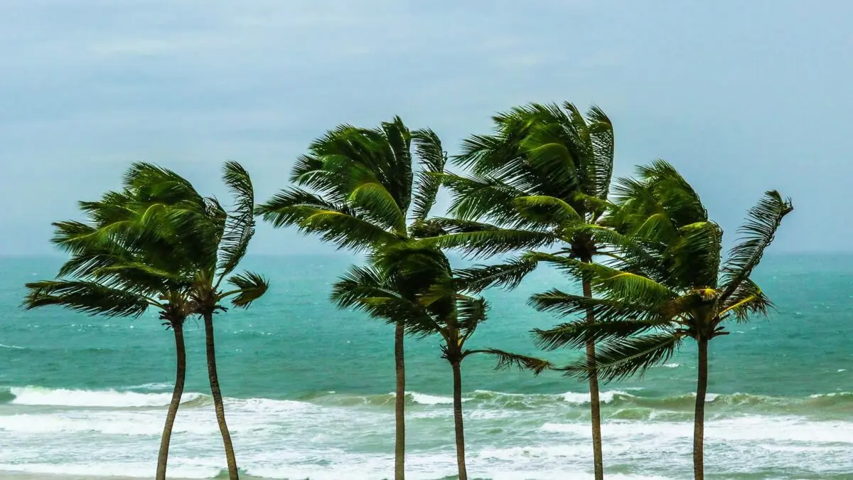 Blown by the Wind: How to Survive Bloom