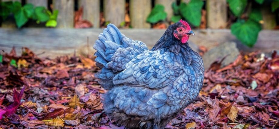 Blue chickens: description of breeds – Healthy Food Near Me