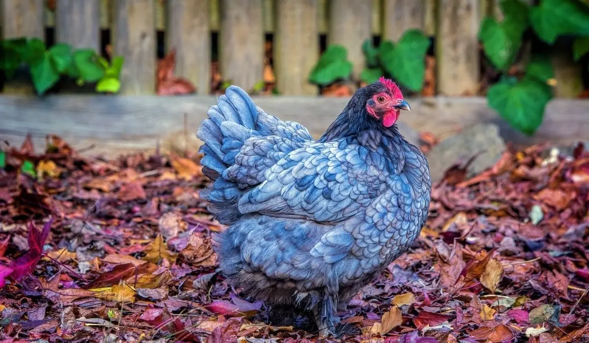 Blue chickens: description of breeds