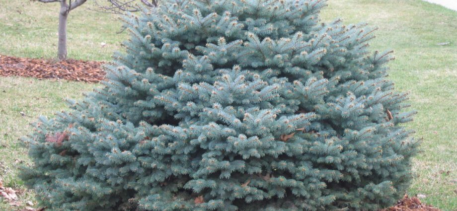 Blue dwarf spruce for the garden