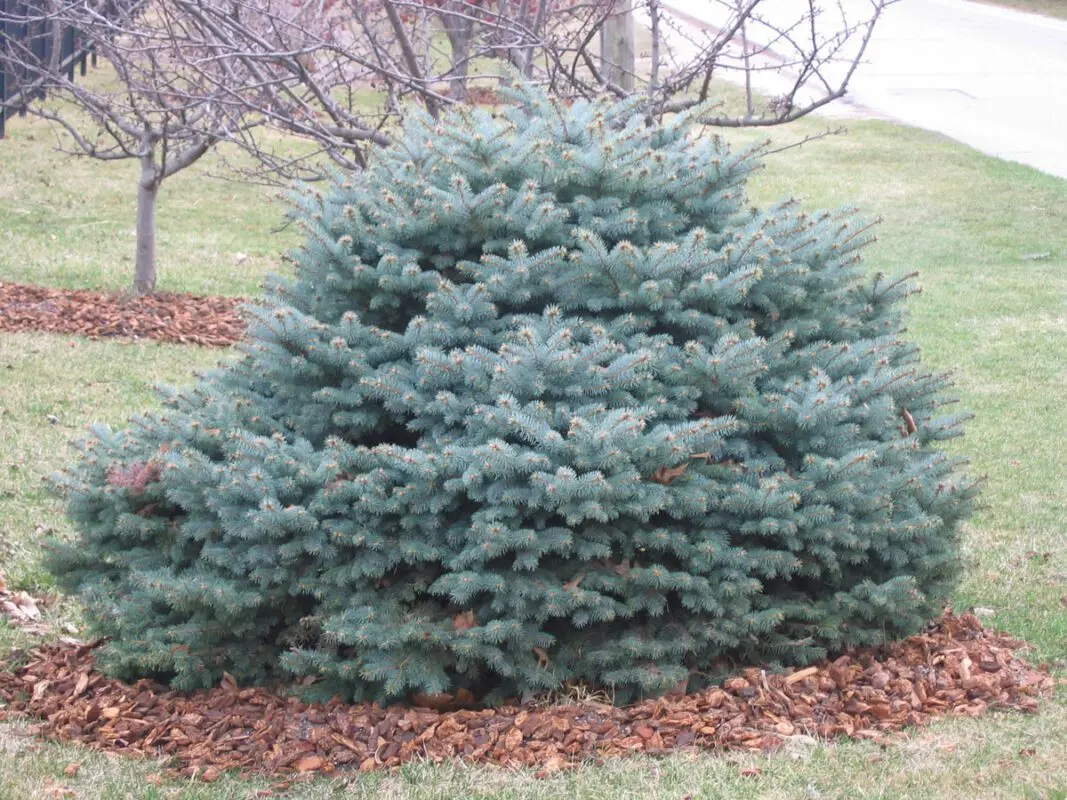 Blue dwarf spruce for the garden