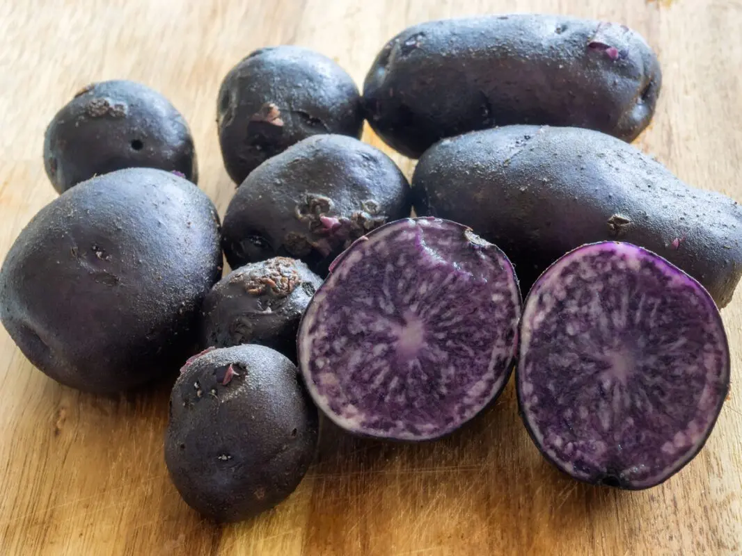 Blue potatoes: variety description