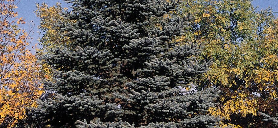 Blue spruce, description