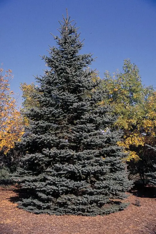 Blue spruce, description