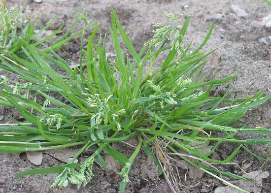 Bluegrass plant varieties