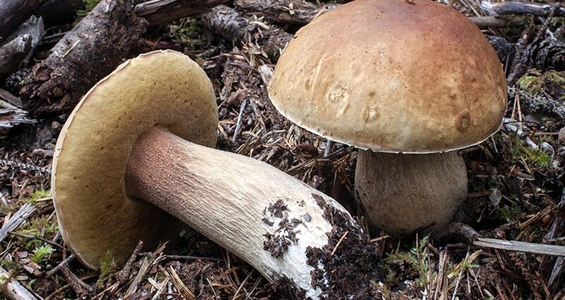 Boletus mushroom: features and description