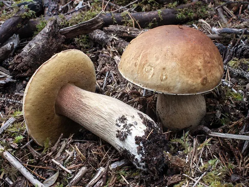 Boletus mushroom: features and description