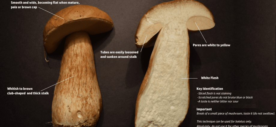 Boletus mushroom &#8211; how it differs from porcini mushroom