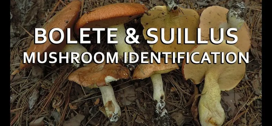 Boletus mushrooms: useful and medicinal properties. Video