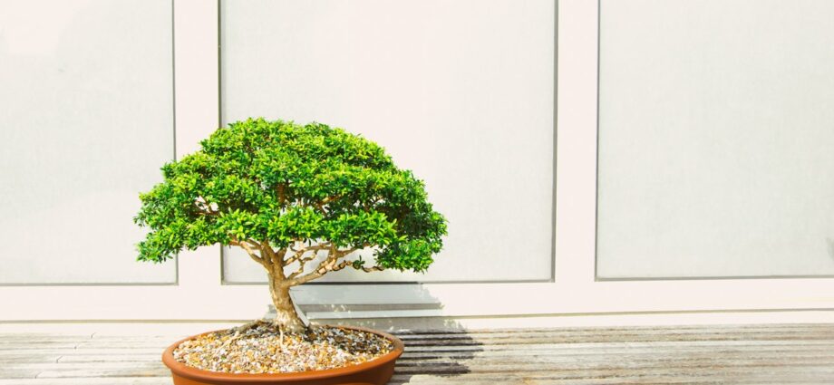 Bonsai: home care