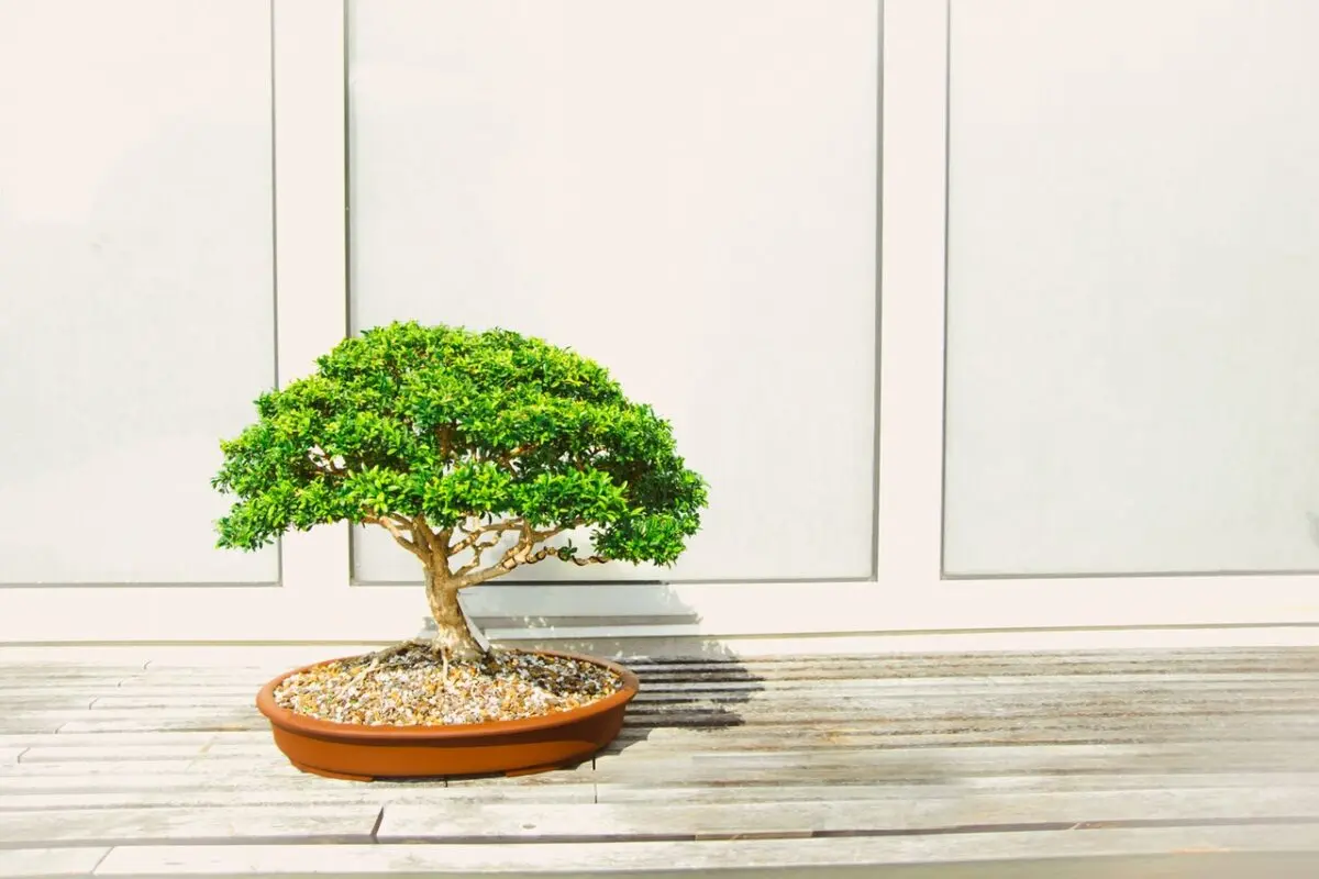 Bonsai: home care