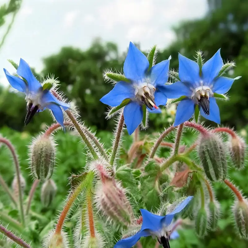 Borage herb