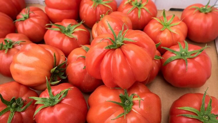 Bovine heart tomato &#8211; description and characteristics