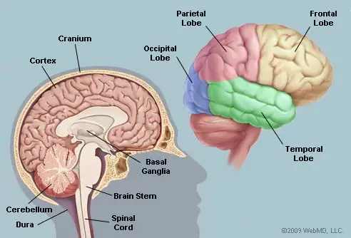 Brain