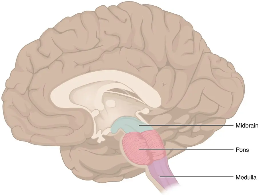 Brainstem