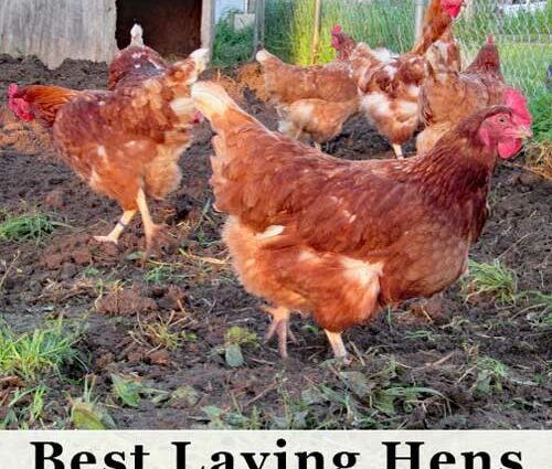 Breeding laying hens for eggs at home as a business