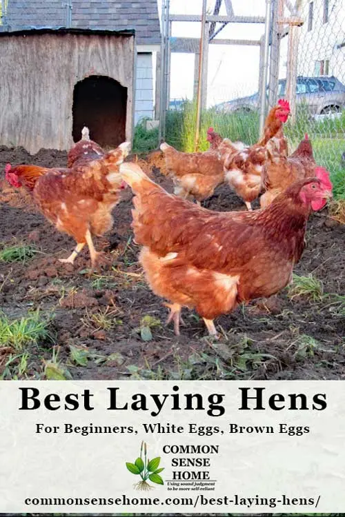 Breeding laying hens for eggs at home as a business